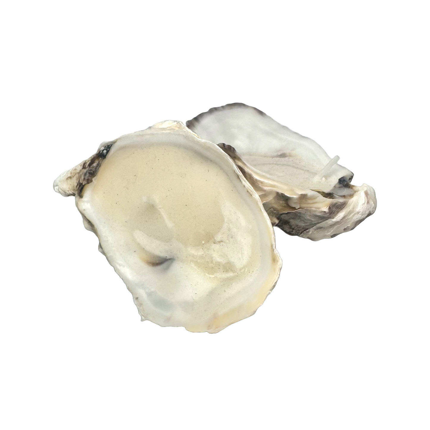 Oyster Candle